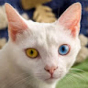 Meet your Posher, Gabriel